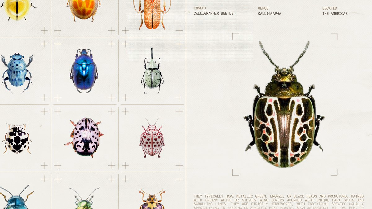 found some cool bugs online - emmi ✶